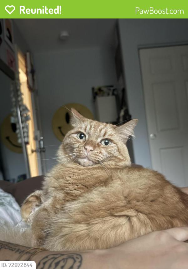 Reunited Male Cat last seen Pacific heights on top of hill , Honolulu, HI 96813