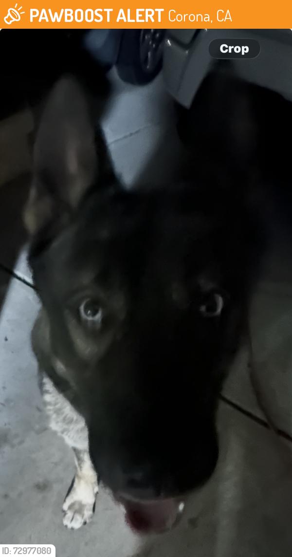 Rehomed Male Dog last seen Corydon Street, Corona, Corona, CA 92880