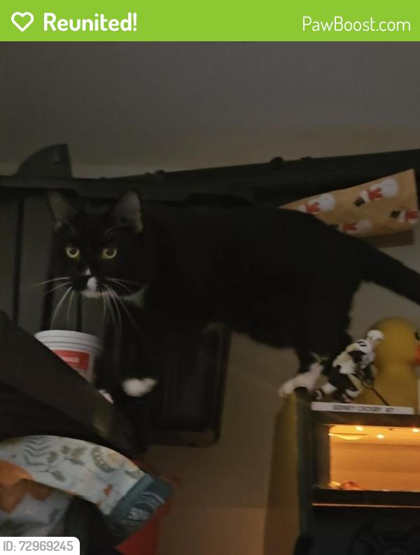 Reunited Male Cat last seen behind the salon, Halifax, NS B3N 2T1