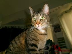 Reunited Male Cat last seen N State Street and Michigan Ave 90033 , Los Angeles, CA 90033