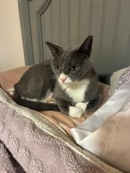 Lost Male Cat last seen Old farm road , Bakersfield, CA 93312