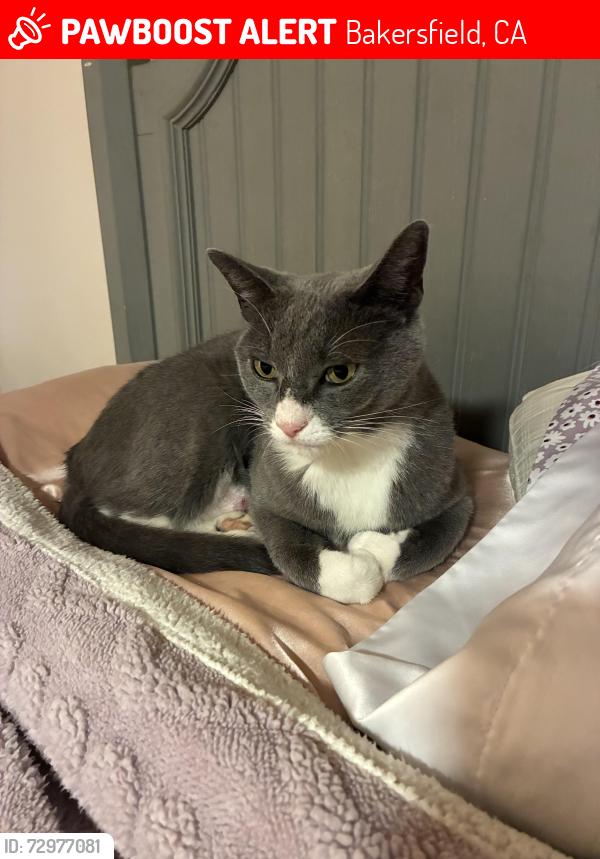 Lost Male Cat last seen Old farm road , Bakersfield, CA 93312