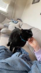Lost Male Cat last seen Terra Vida apmts , Fort Collins, CO 80528