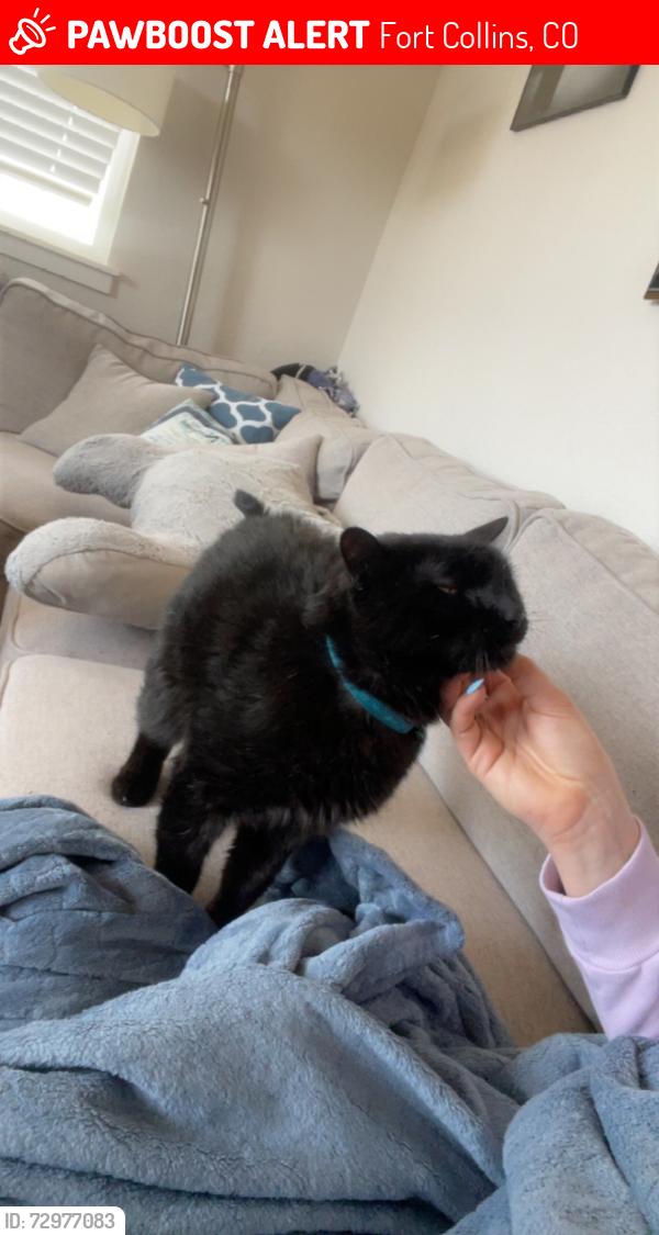 Lost Male Cat last seen Terra Vida apmts , Fort Collins, CO 80528