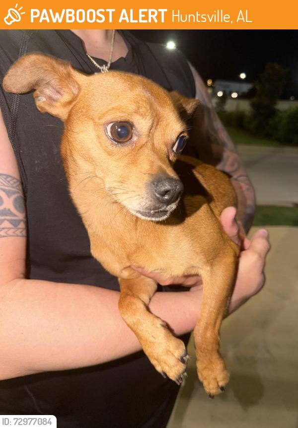 Found/Stray Male Dog last seen Parking Encore Midcity, Huntsville, AL 35806