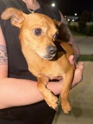 Found/Stray Male Dog last seen Parking Encore Midcity, Huntsville, AL 35806