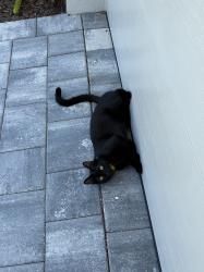 Reunited Male Cat last seen Jungle adjacent to hse, Port Charlotte, FL 33954