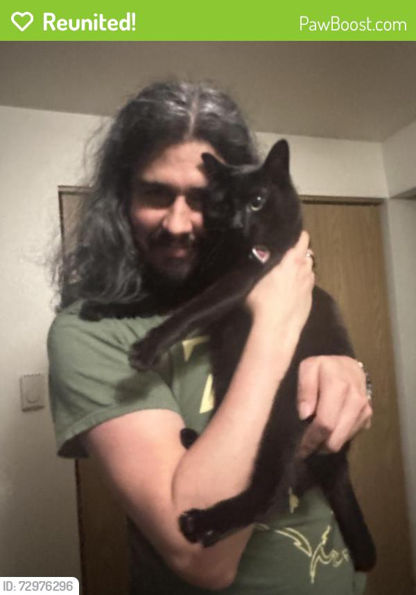 Reunited Female Cat last seen Near North Road, Bot, Bothell, WA 98012