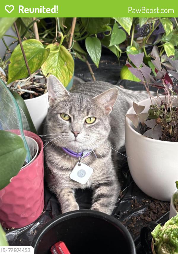 Reunited Male Cat last seen Whirlaway drive 23112, Midlothian, VA 23112