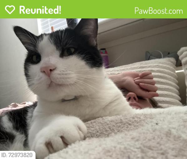 Reunited Male Cat last seen Crawley Rd & Rainbow Terrace, Odessa, FL 33556