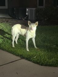 Found/Stray Female Dog last seen Near Seattle slew dr, Houston, TX 77065