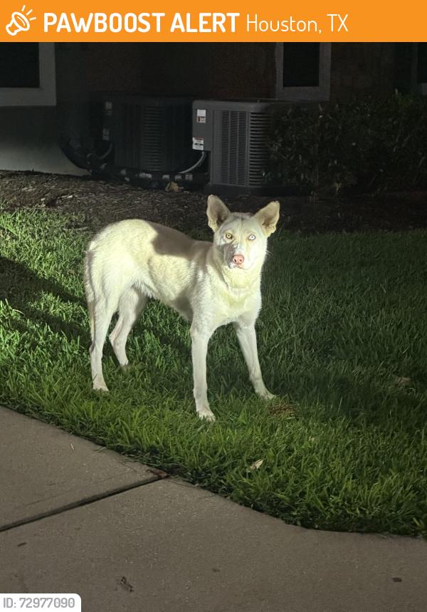 Found/Stray Female Dog last seen Near Seattle slew dr, Houston, TX 77065