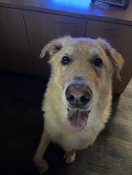 Reunited Male Dog last seen South Cooper , Arlington, TX 76017