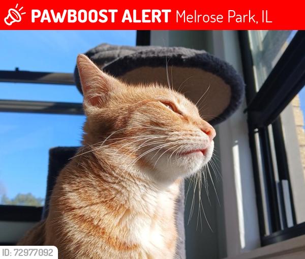 Lost Female Cat last seen 18th Avenue and 1900 north, Melrose Park, IL 60160