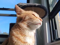 Lost Female Cat last seen 18th Avenue and 1900 north, Melrose Park, IL 60160