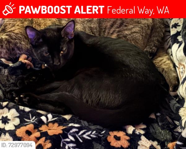 Lost Male Cat last seen Ridge and Shore apmts near the residential road, Federal Way, WA 98023