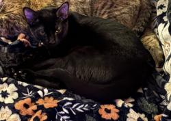 Lost Male Cat last seen Ridge and Shore apmts near the residential road, Federal Way, WA 98023