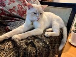Lost Male Cat last seen Near Ave & 208st, Langley Township, BC V2Z 2A7