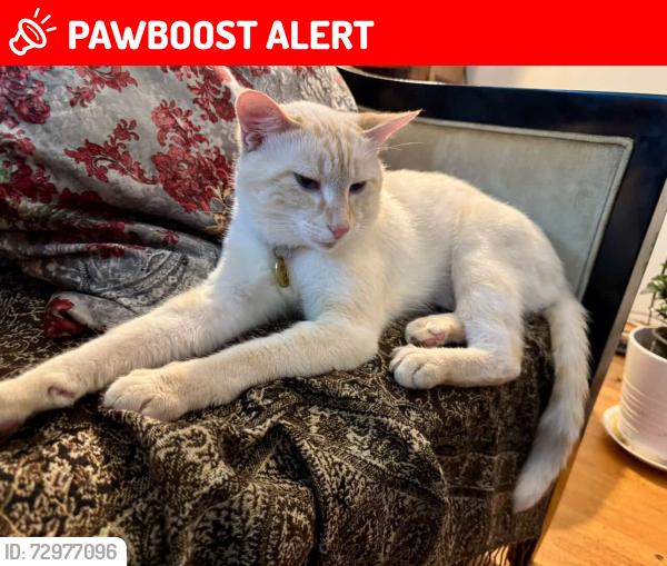 Lost Male Cat last seen Near Ave & 208st, Langley Township, BC V2Z 2A7