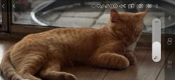 Lost Male Cat last seen Desert inn and Decatur , Las Vegas, NV 89146
