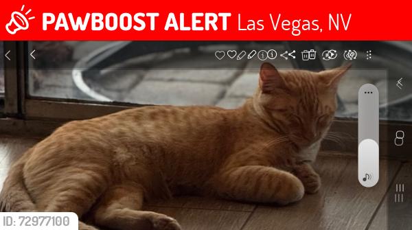 Lost Male Cat last seen Desert inn and Decatur , Las Vegas, NV 89146