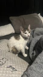 Lost Female Cat last seen Plains farm , Tyne and Wear, England SR3 1RH