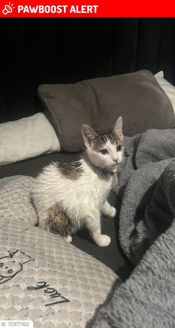 Lost Female Cat last seen Plains farm , Tyne and Wear, England SR3 1RH