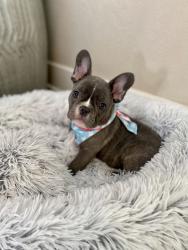 Reunited Male Dog last seen Miami, FL, USA, Miami, FL 33131