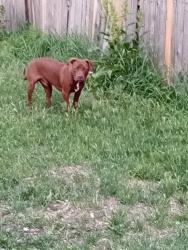 Lost Male Dog last seen Aurora Co 80010, Aurora, CO 80010