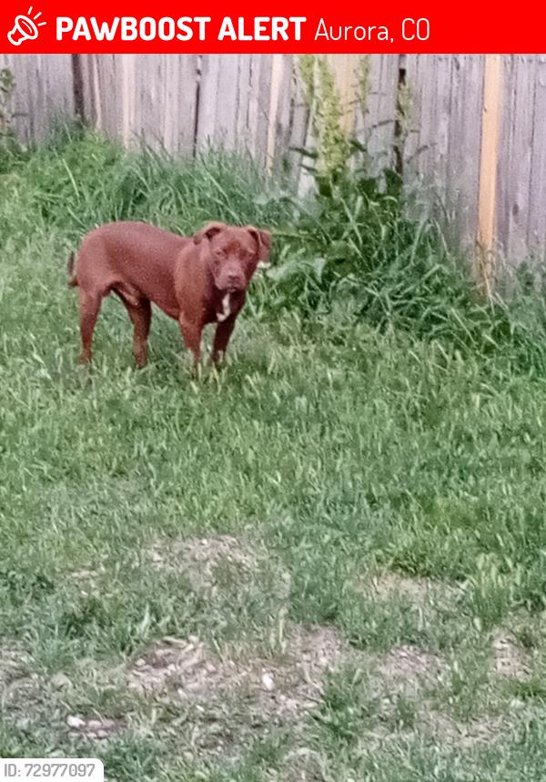 Lost Male Dog last seen Aurora Co 80010, Aurora, CO 80010