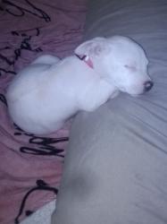Lost Female Dog last seen Neighborhood next to Cardenas see, San Bernardino, CA 92404