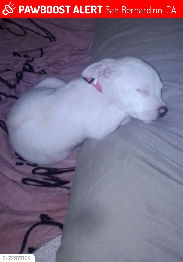 Lost Female Dog last seen Neighborhood next to Cardenas see, San Bernardino, CA 92404