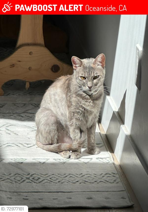 Lost Female Cat last seen Oceana area, Oceanside, CA 92057