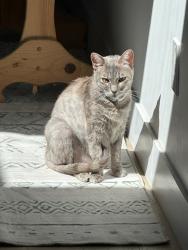 Lost Female Cat last seen Oceana area, Oceanside, CA 92057