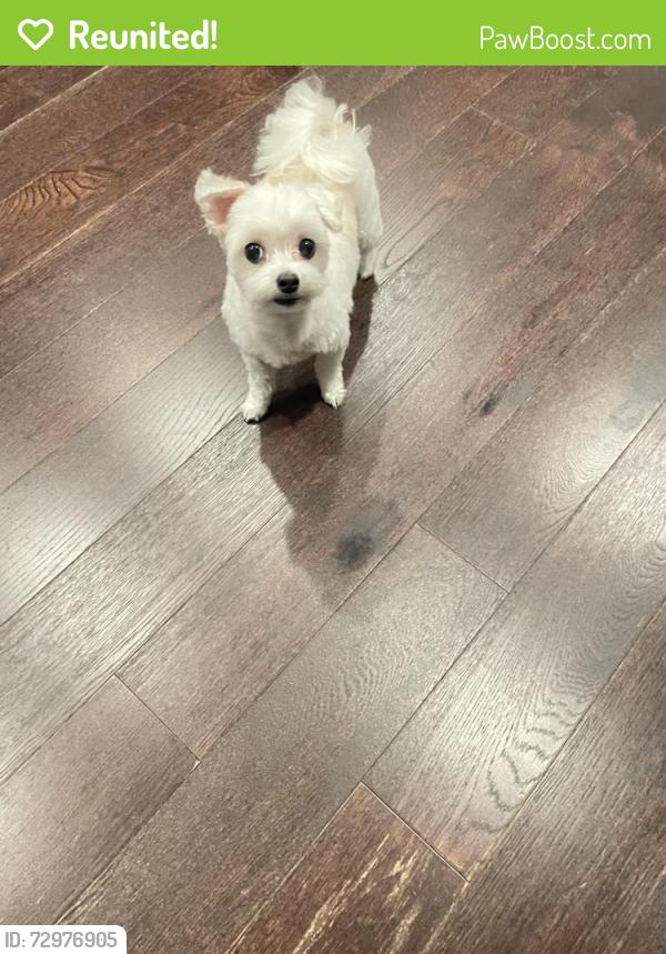 Reunited Female Dog last seen Douglaston pkwy, Queens, NY 11362
