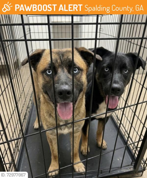 Found/Stray Unknown Dog last seen Williamson City Hall area, Spalding County, GA 30223