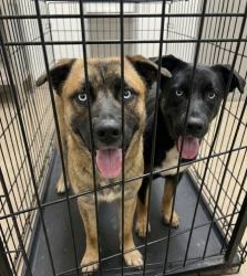 Found/Stray Unknown Dog last seen Williamson City Hall area, Spalding County, GA 30223