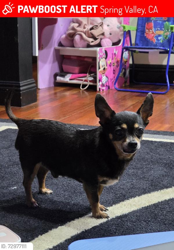 Lost Male Dog last seen Bancroft and Golf drive, Spring Valley, CA 91977