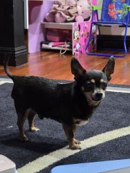 Lost Male Dog last seen Bancroft and Golf drive, Spring Valley, CA 91977
