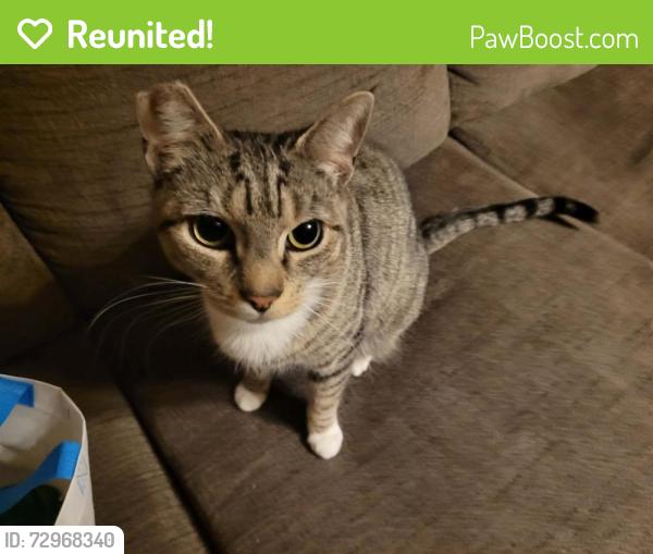 Reunited Female Cat last seen Chestnut street a block from Pepes ice cream shop, Mount Carmel, PA 17851