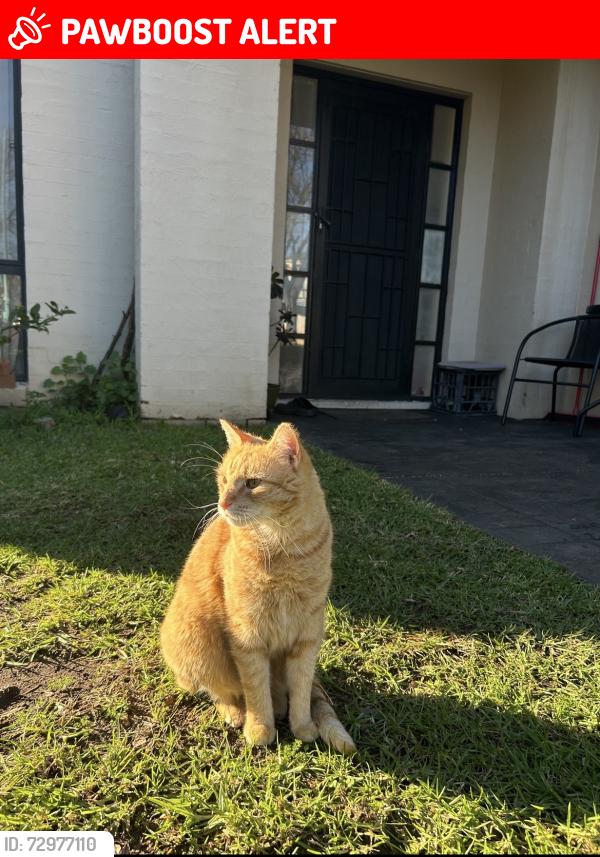 Lost Male Cat last seen Denham court public school, Denham Court, NSW 2565