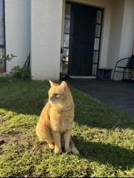 Lost Male Cat last seen Denham court public school, Denham Court, NSW 2565