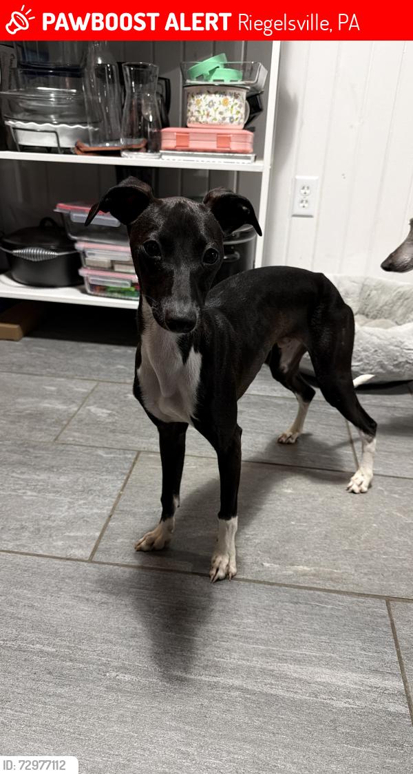 Lost Male Dog last seen County Line Rd at Durham Rd, Riegelsville, PA 18077