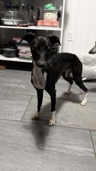 Lost Male Dog last seen County Line Rd at Durham Rd, Riegelsville, PA 18077