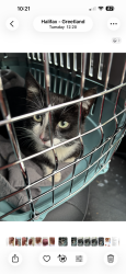 Found/Stray Male Cat last seen West Vale, Halifax , Greetland, England 