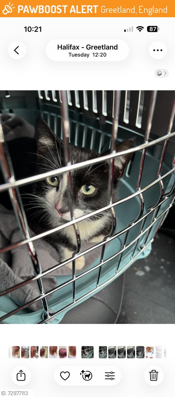 Found/Stray Male Cat last seen West Vale, Halifax , Greetland, England 