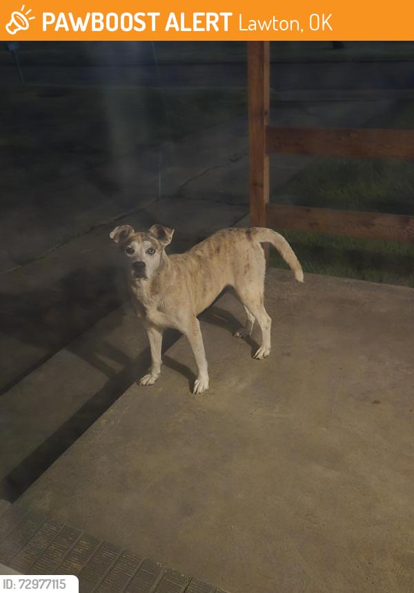 Found/Stray Unknown Dog last seen Near Garfield Park, Lawton, OK 73505
