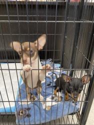 Reunited Male Dog last seen Miami Beach, FL, USA, Miami Beach, FL 33139