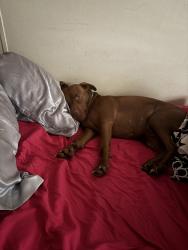 Lost Female Dog last seen Burwell rd, Carrollton, GA 30117