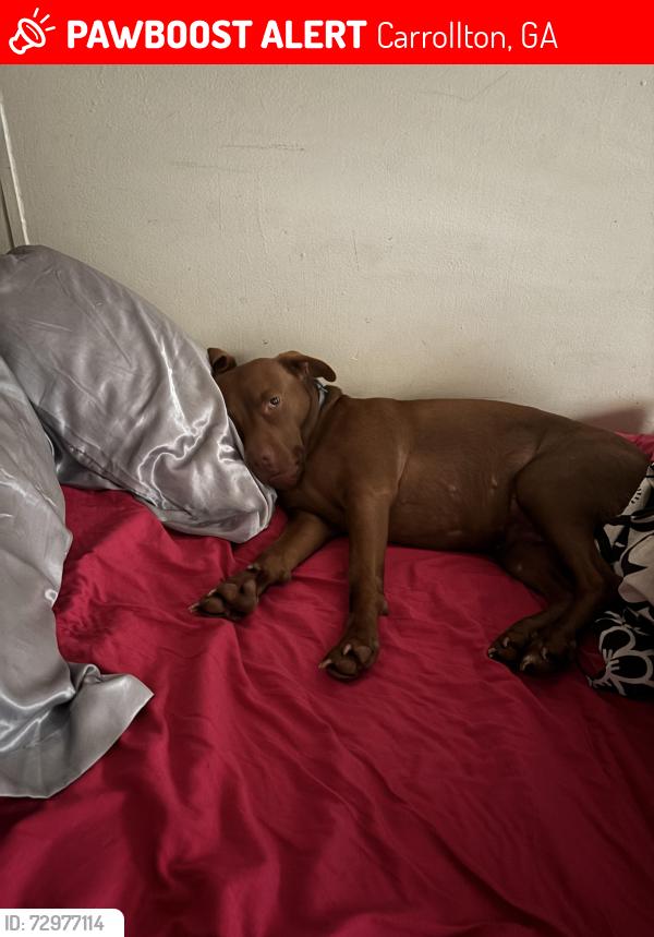 Lost Female Dog last seen Burwell rd, Carrollton, GA 30117